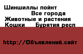 Шиншиллы пойнт ns1133,ny1133. - Все города Животные и растения » Кошки   . Бурятия респ.